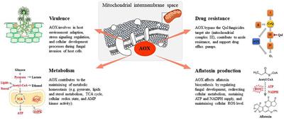 Alternative Oxidase: A Potential Target for Controlling Aflatoxin Contamination and Propagation of Aspergillus flavus